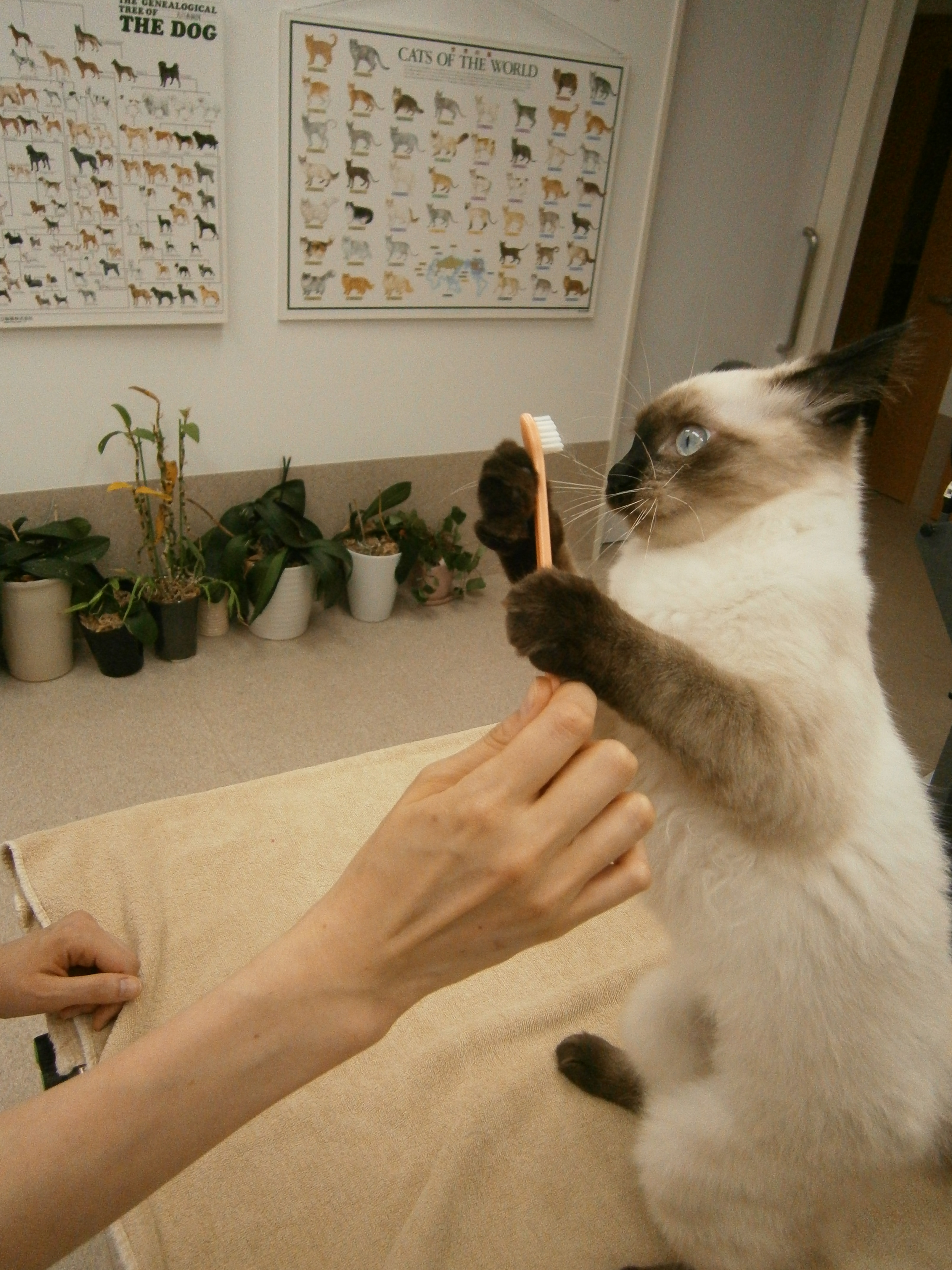 歯磨き 梨の木どうぶつ病院 昭島市の動物病院 整形外科 夜間救急