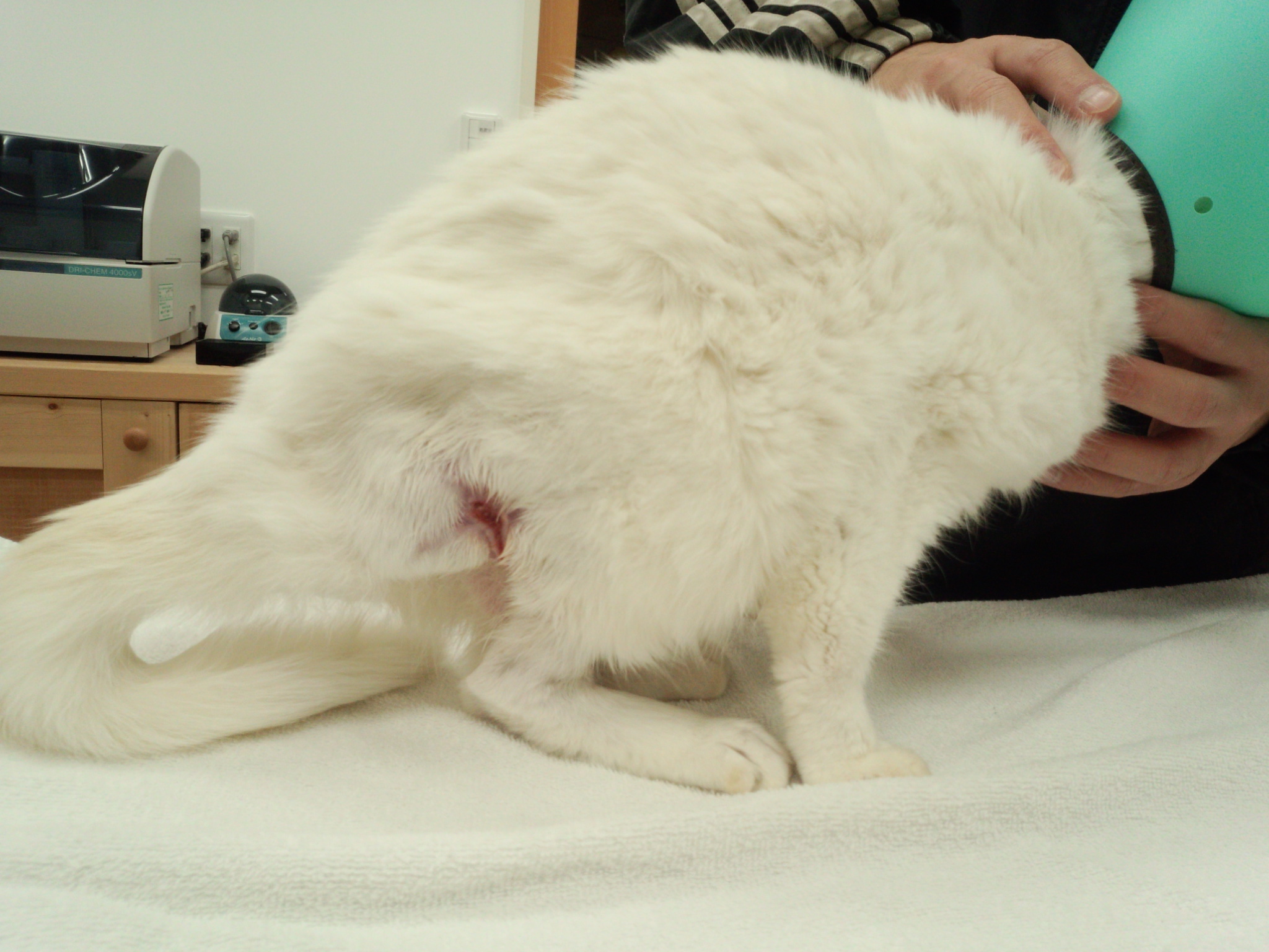 咬傷による臀部の化膿 梨の木どうぶつ病院 昭島市の動物病院 整形外科 夜間救急
