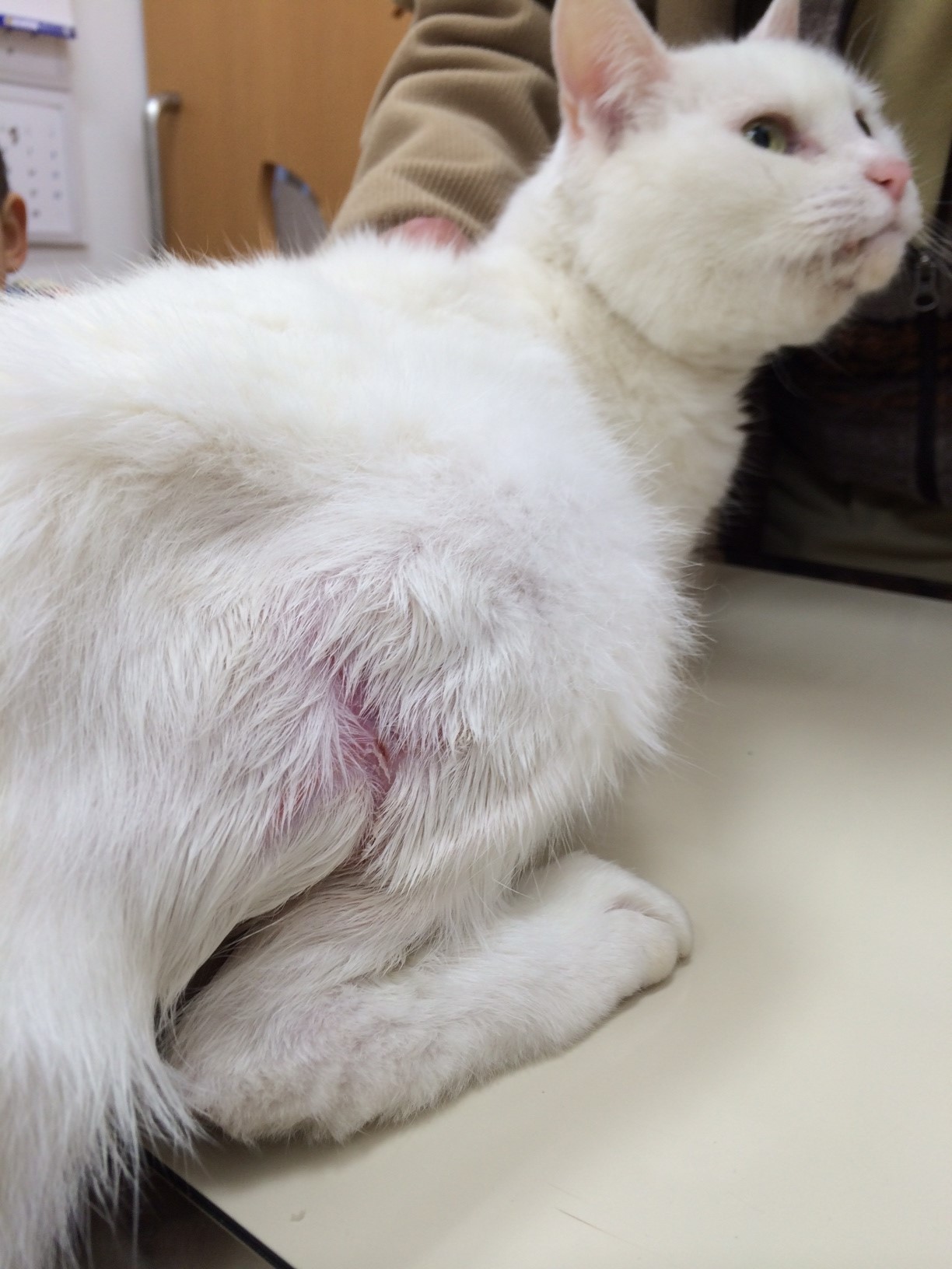 咬傷による臀部の化膿 梨の木どうぶつ病院 昭島市の動物病院 整形外科 夜間救急