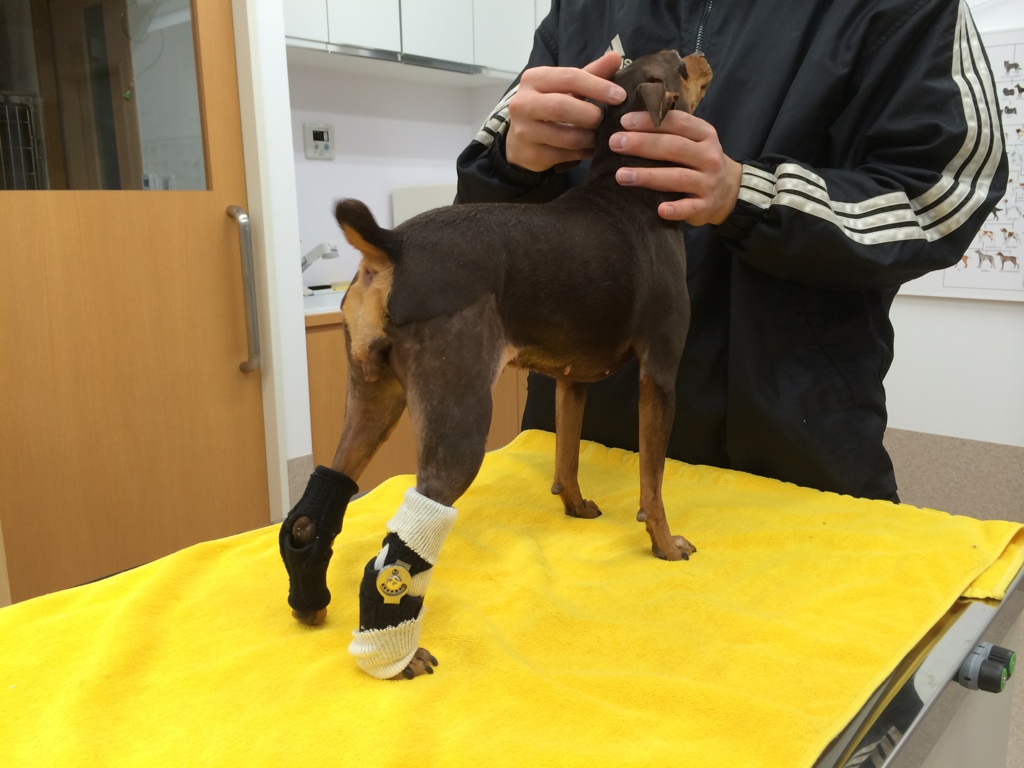 装具いろいろ 梨の木どうぶつ病院 昭島市の動物病院 整形外科 夜間救急