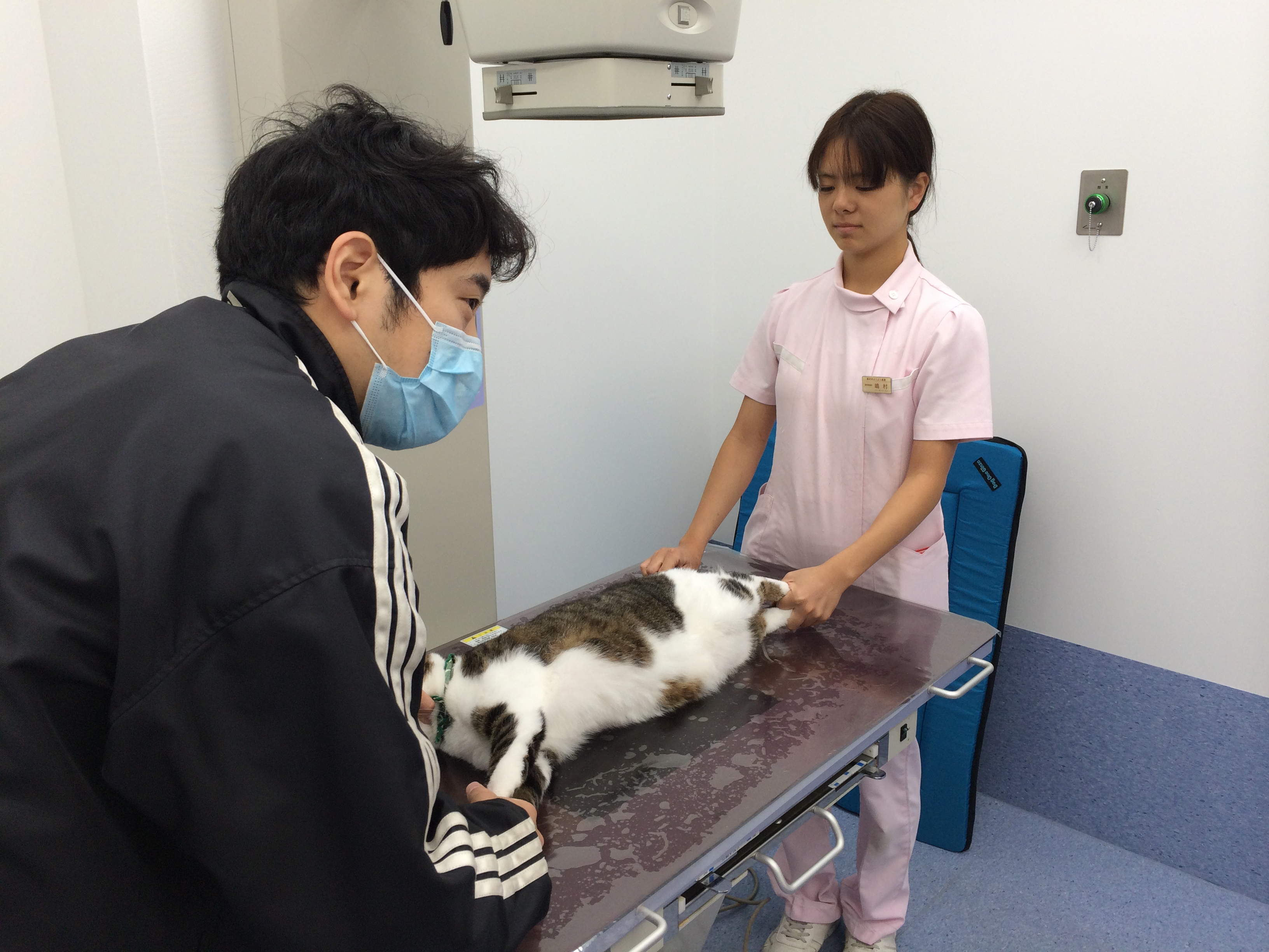 小学生の病院見学 梨の木どうぶつ病院 昭島市の動物病院 整形外科 夜間救急