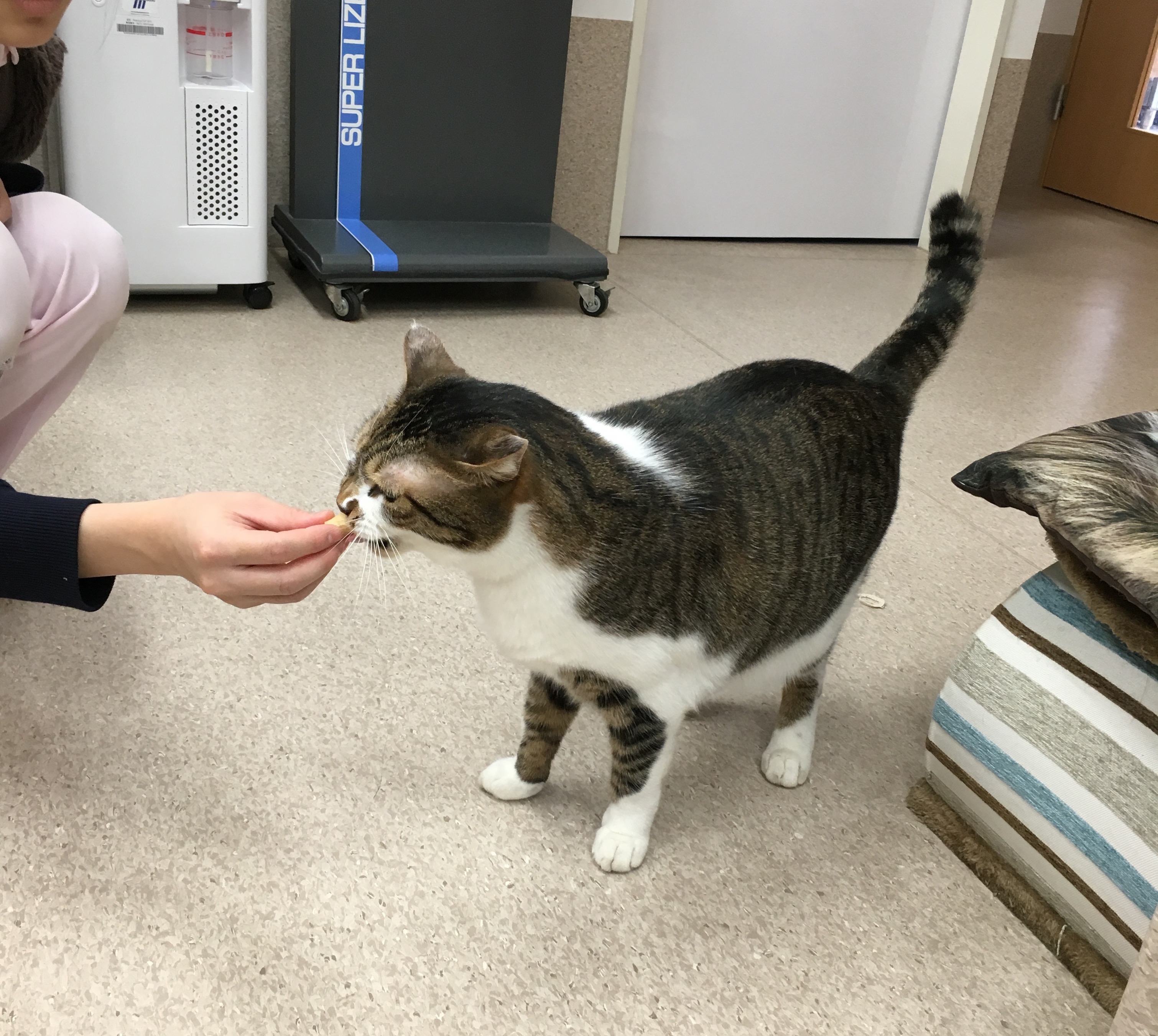 猫用デンタルケアのおやつ 梨の木どうぶつ病院 昭島市の動物病院 整形外科 夜間救急