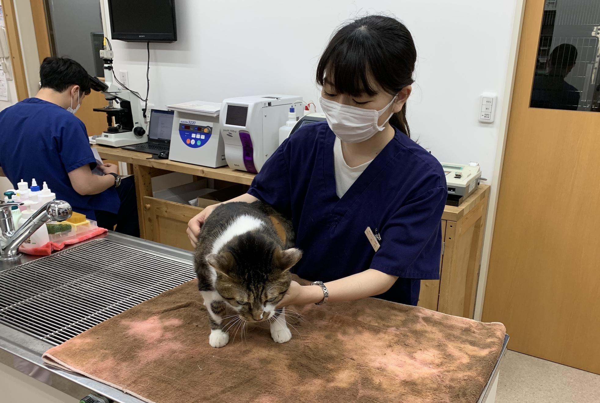 新人獣医師の入職 梨の木どうぶつ病院 昭島市の動物病院 整形外科 夜間救急